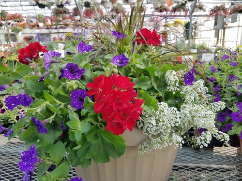 Spring Flowers | Cushman's Greenhouse - Belmont, WI